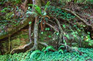 Nurse log-5840.jpg Nurse log-5840.jpg